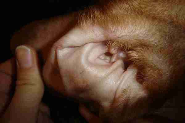 Oreille saine d'un chien