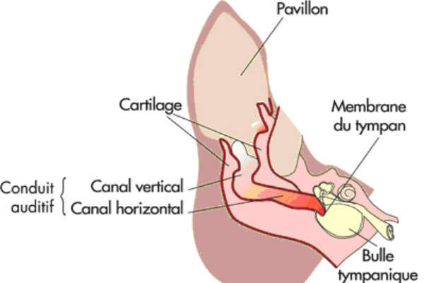 Anatomie de l'oreille du chien