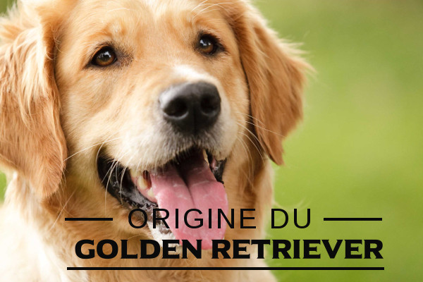 Illustration de l\'origine du-Golden retriever