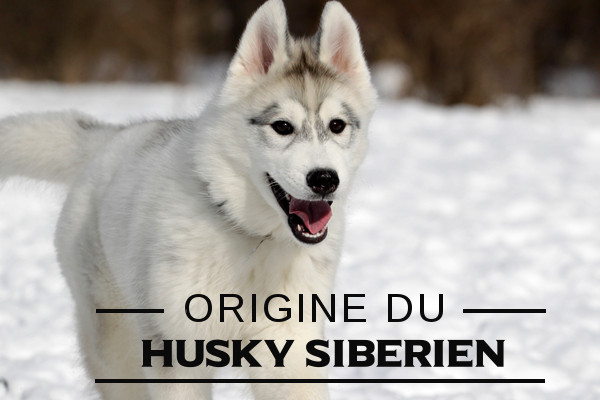 Illustration de l\'origine du-Husky sibérien