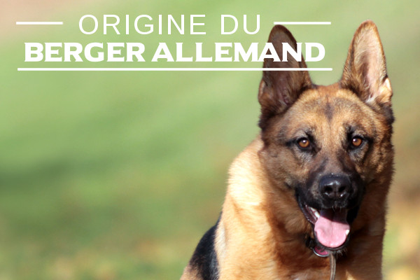 Illustration de l\'origine du-Berger allemand