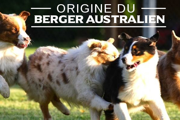 Illustration de l\'origine du-Berger australien