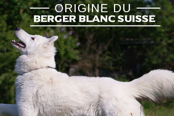 Illustration de l\'origine du-Berger blanc suisse