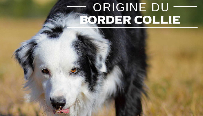 Illustration de l\'origine du-Border collie