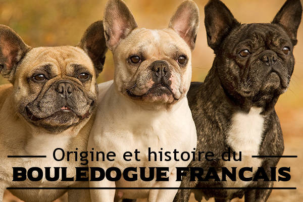 Illustration de l\'origine du-Bouledogue français