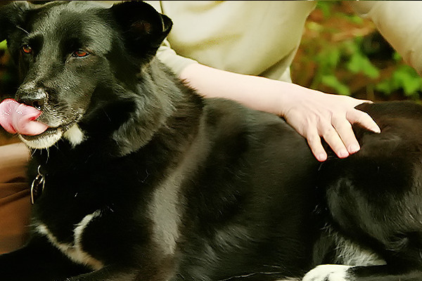 les bienfaits de l'ostheopathie sur l'hyperactivité canine