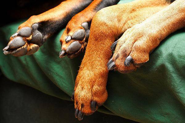 Mon chien angoissé se lèche les pattes