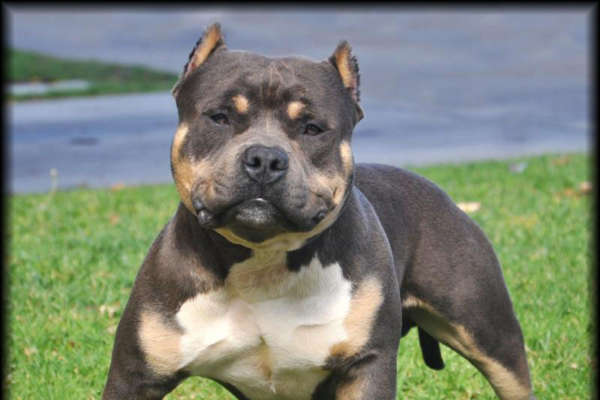 pitbull