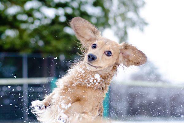 Le poils protège le chien pendant l'hiver