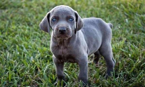 Prénom pour un chiot braque de weimar