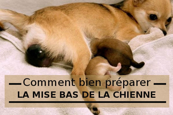 La Mise Bas Chez La Chienne La Mise Bas Chez La Chienne