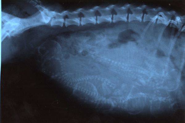 Radiographie d'une chienne en gestation