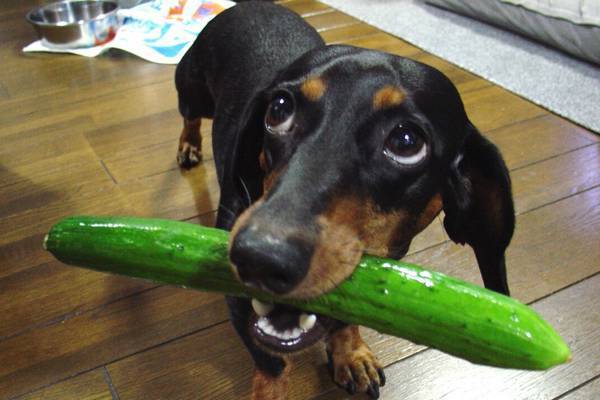 Apprendre à dire non à son chien