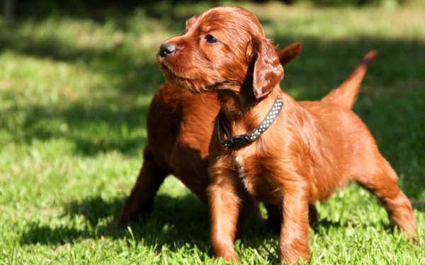 Setter Irlandais chien pour la famille