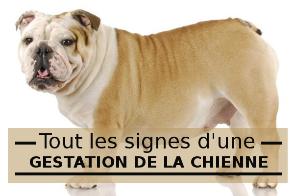 Tous les symptômes d'une chienne en gestation