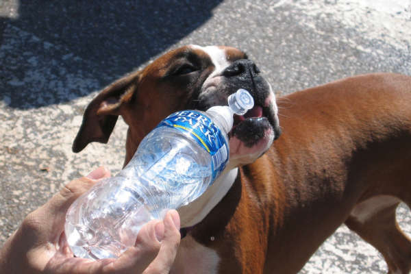 soigner un coup de chaleur du chien