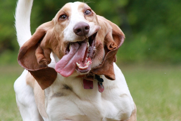 Chien hyperactif en train de courir