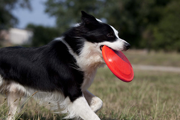 activité sportive pour chien qui detruit