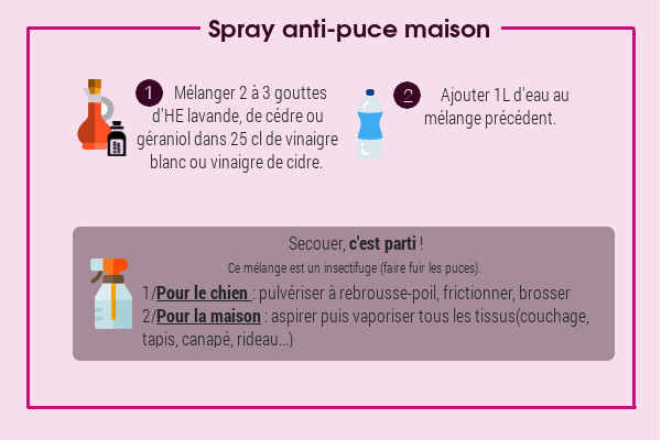 Spray anti-puce maison naturel pour chien