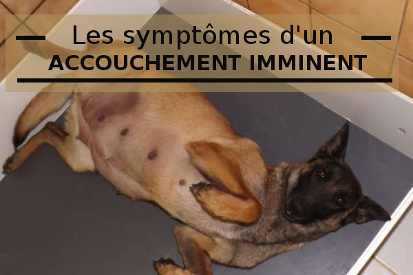 Les Symptomes D Une Mise Bas Chez La Chienne Gestante