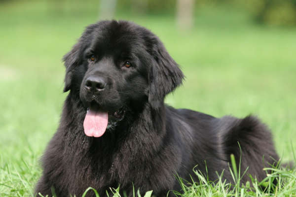 Terre Neuve chien pour la famille