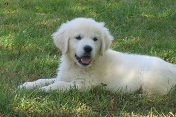 chiot qui se détend sur l'herbe