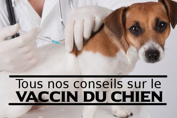 Vaccin pour chien en question et calendrier Vaccin pour chien en question et calendrier