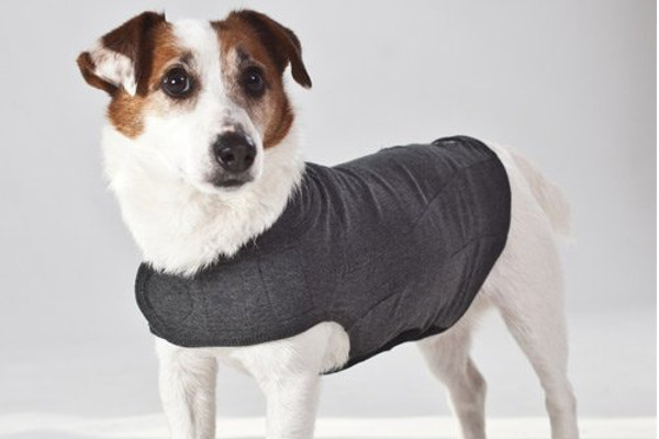 Des vêtements de contention pour chien hyperactif