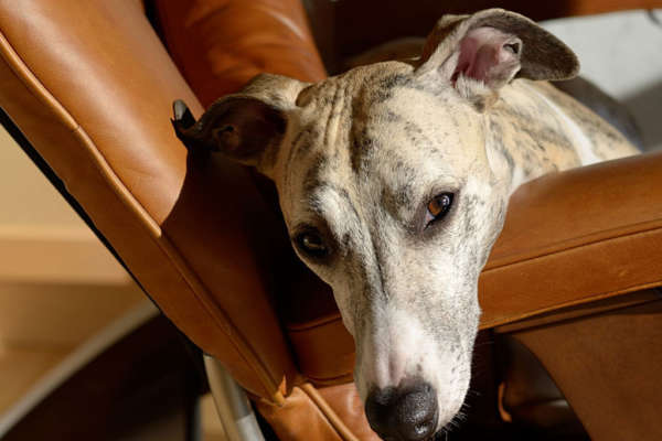 Whippet Chien pour la famille