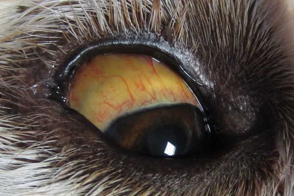 Yeux jaune d'un chien atteint de leptospirose