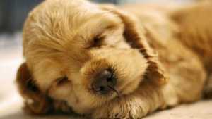 10 chiots qui vous font craquer
