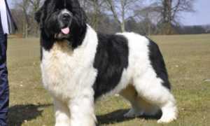 Classement Des Chiens Les Plus Grand