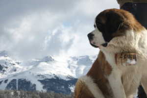 Le Saint Bernard