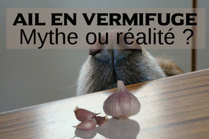 L'ail en vermifuge : mythe ou réalité ?