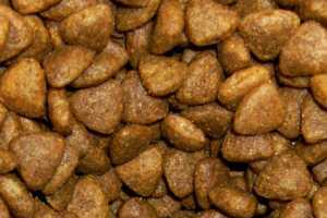 Lutter contre le tartre du chien