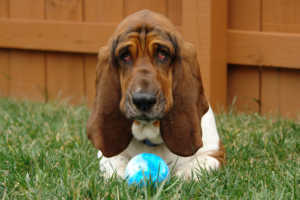 Top 10 des chiens les moins intelligents