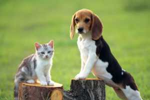 Top 10 Des Chiens Les Moins Intelligents