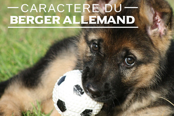 Caractère du Berger allemand