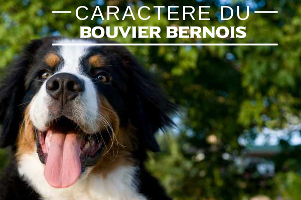 Le Bouvier Bernois Caractere De La Race