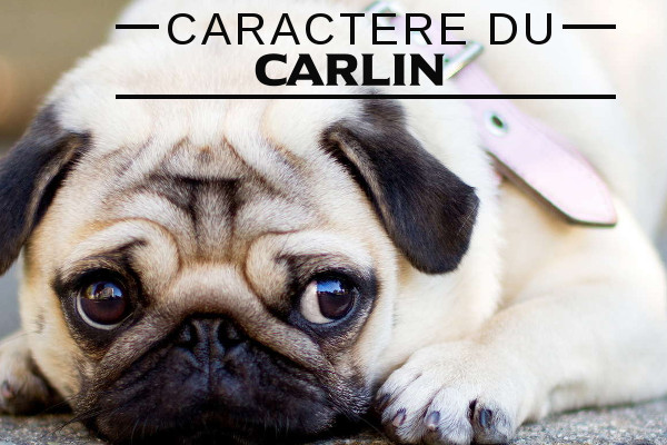 Caractère du Carlin