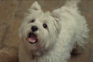 Jeu pour chien: le Follow-ball