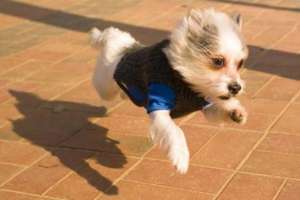 chien excité