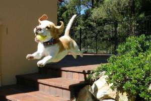 Photo de chiot