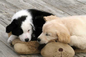 10 chiens pris au bon moment