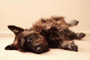 chien qui fait le mort avec plaisir