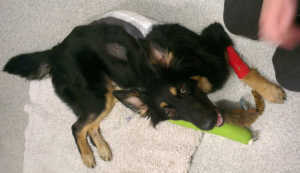 Ces chiens qui sont inoubliables
