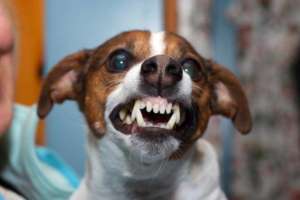 L'agressivité prédatrice chez le chien