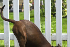 Chien qui fait des trous dans le jarding
