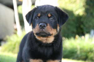 Top10 des chiens dits dangereux