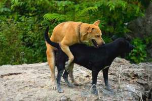 chien qui s'accouple